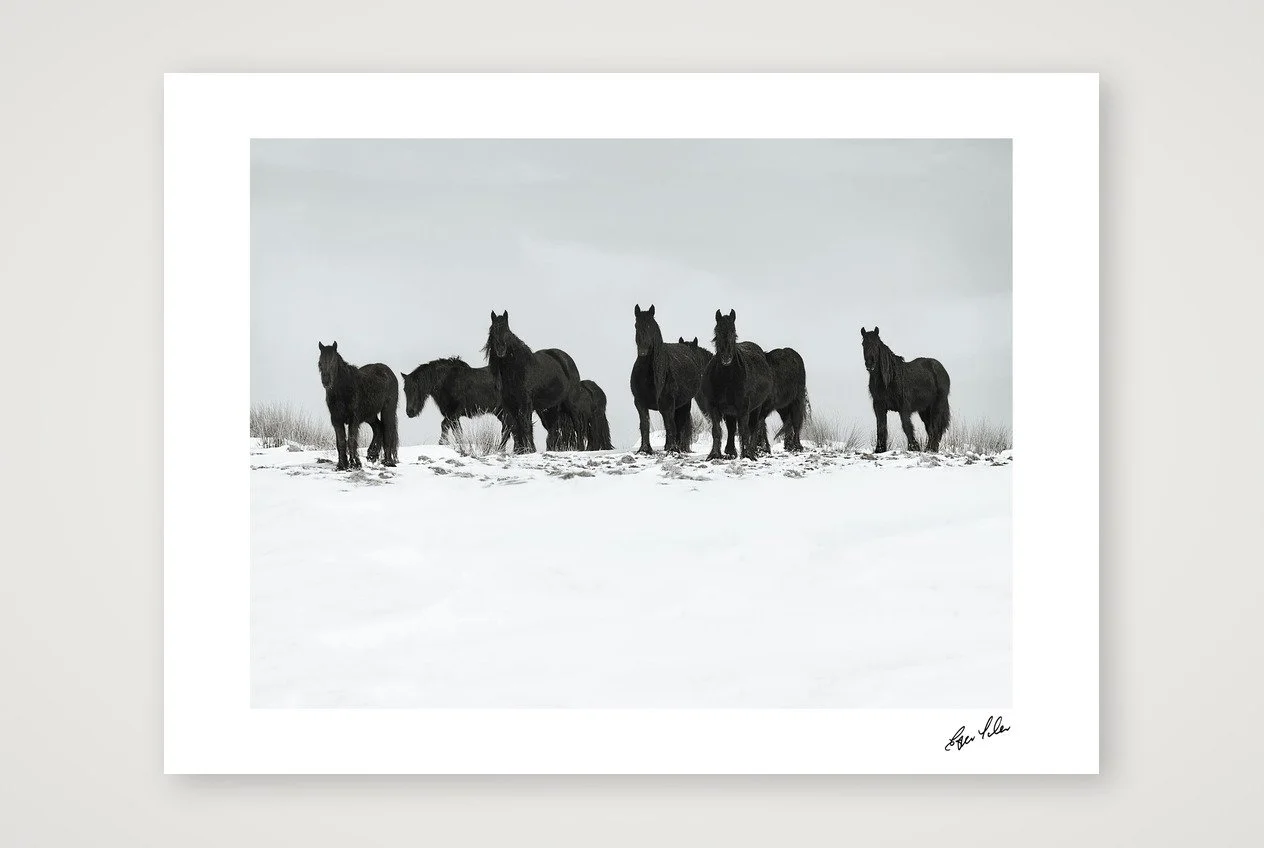 Wild Hearts - Dales Ponies, snow day