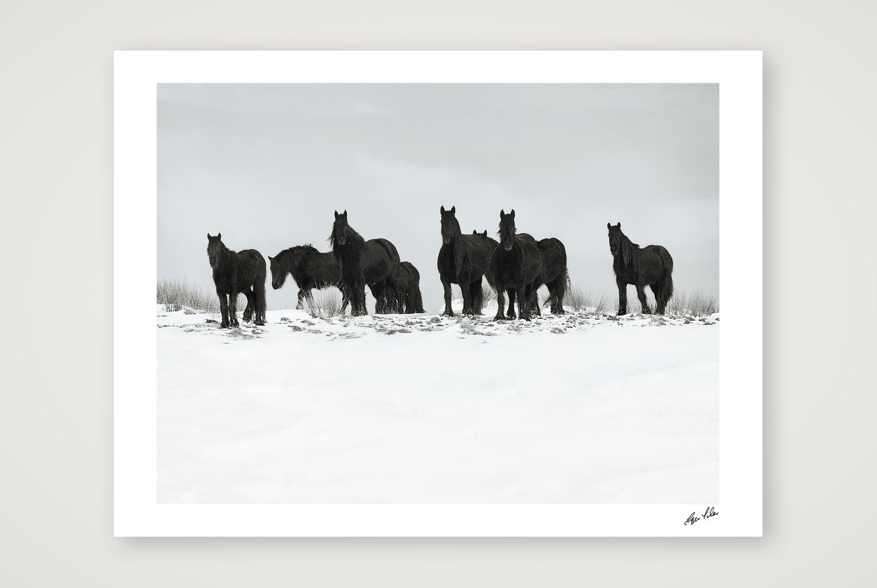 Wild Hearts - Dales Ponies, snow day