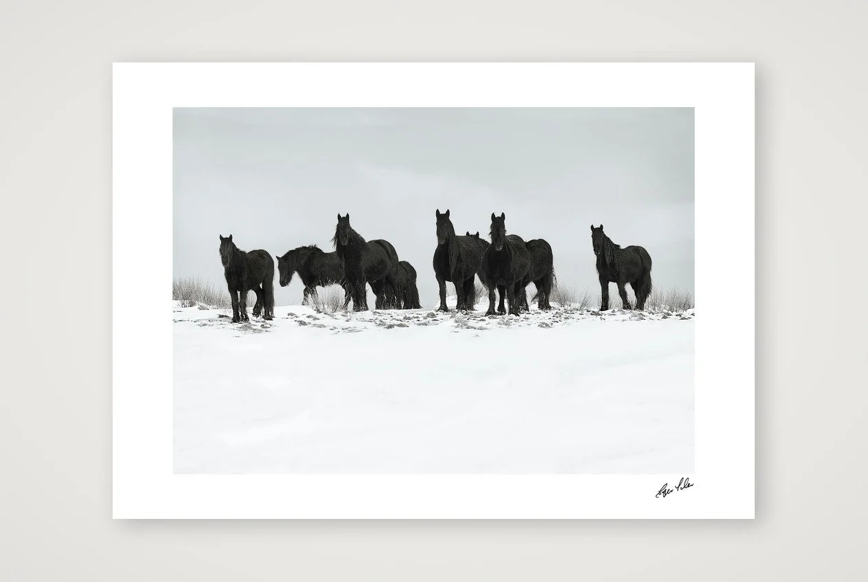 Wild Hearts - Dales Ponies, snow day