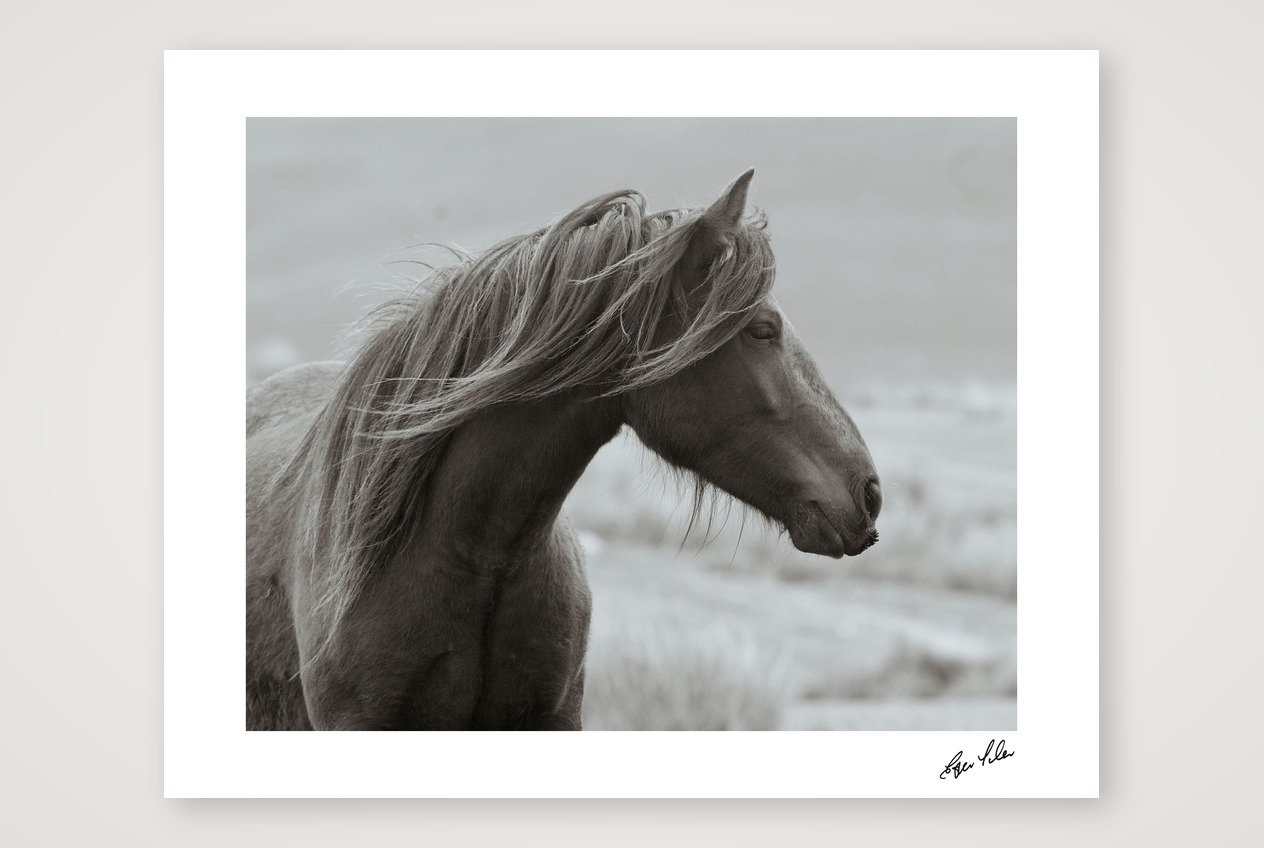 Wild Hearts - Fell Pony II