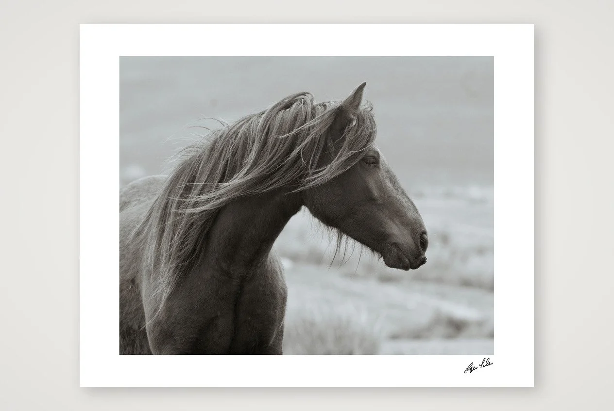 Wild Hearts - Fell Pony II