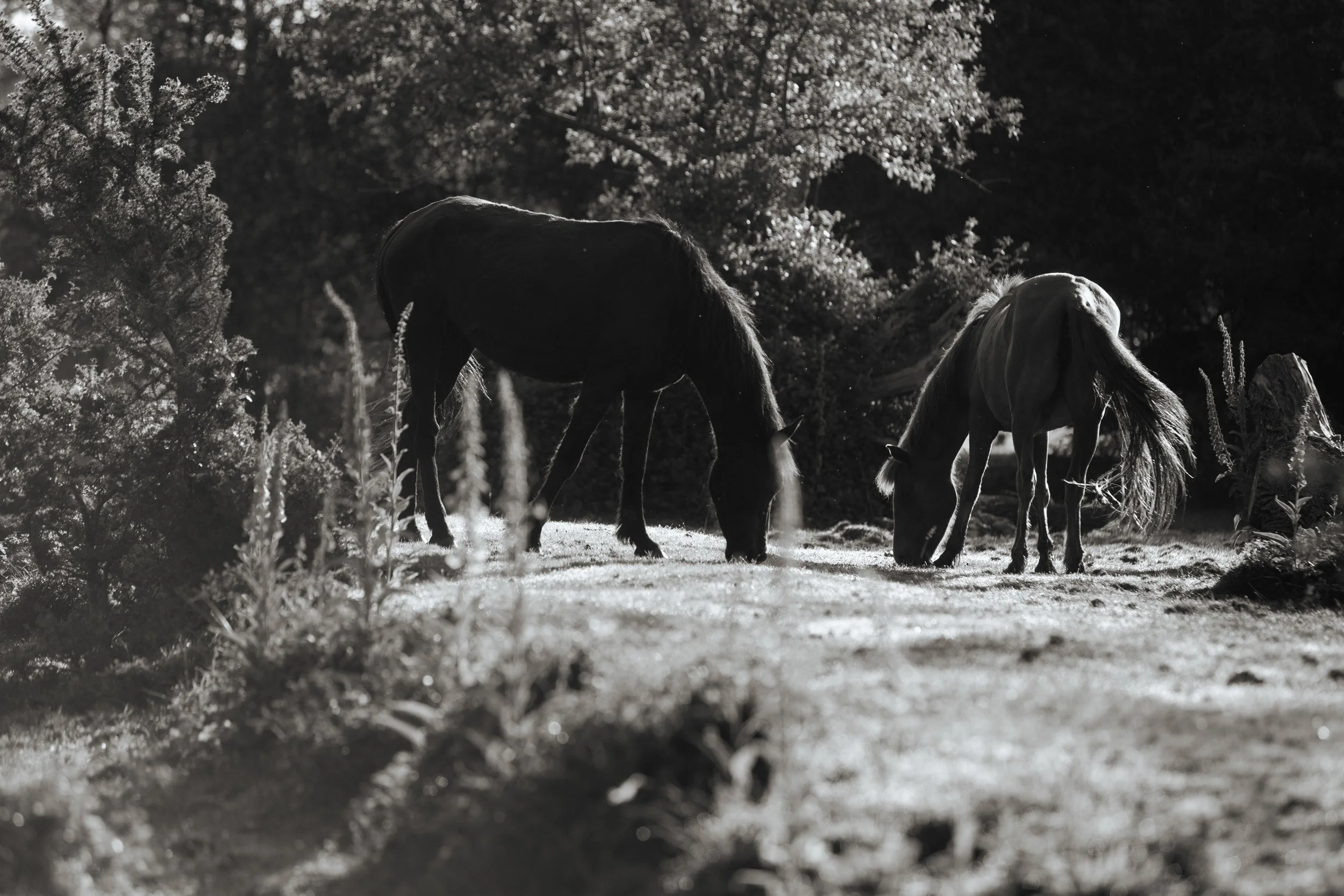 NEWFORESTPony-7Native.jpg