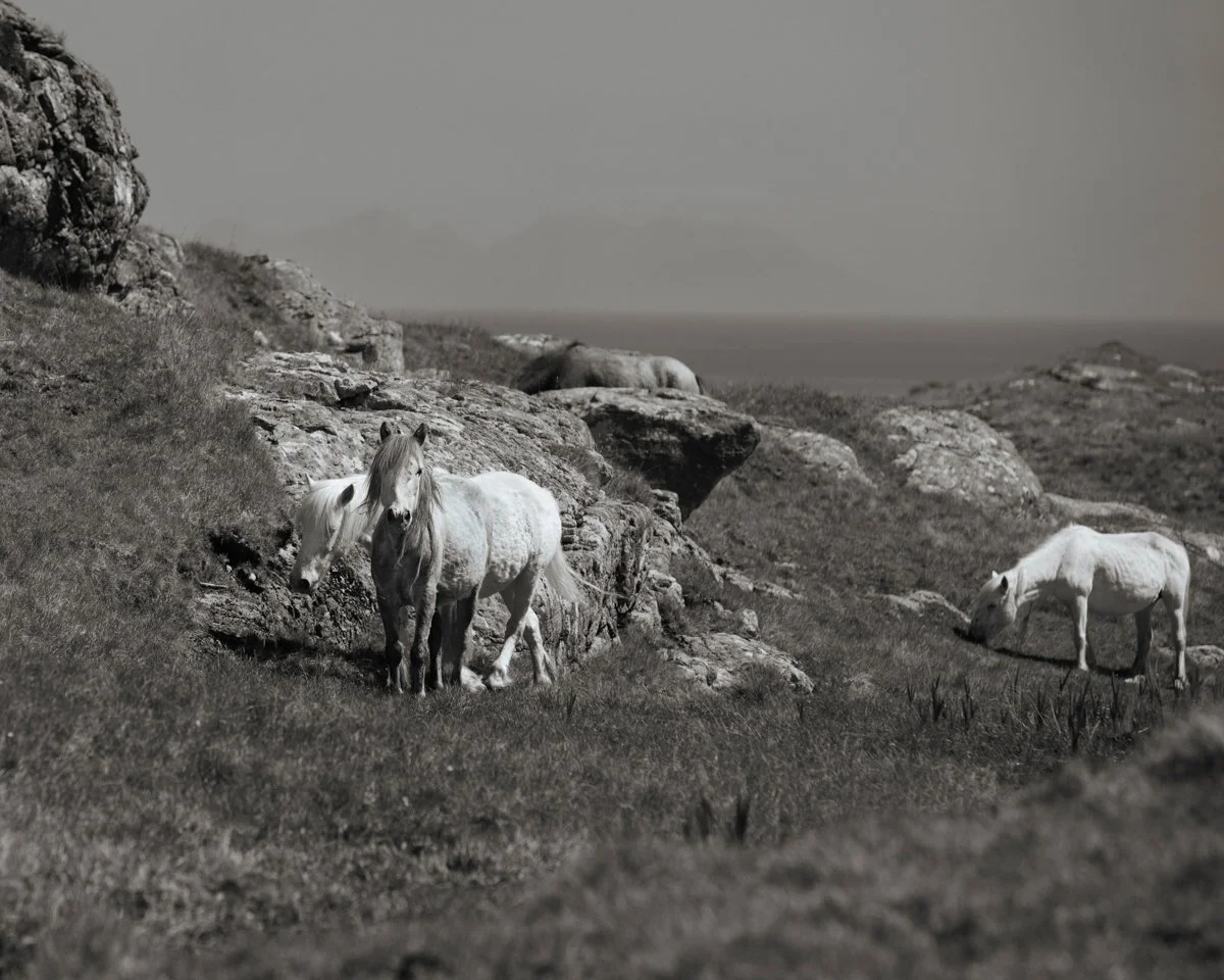 Eriskay Ponies I