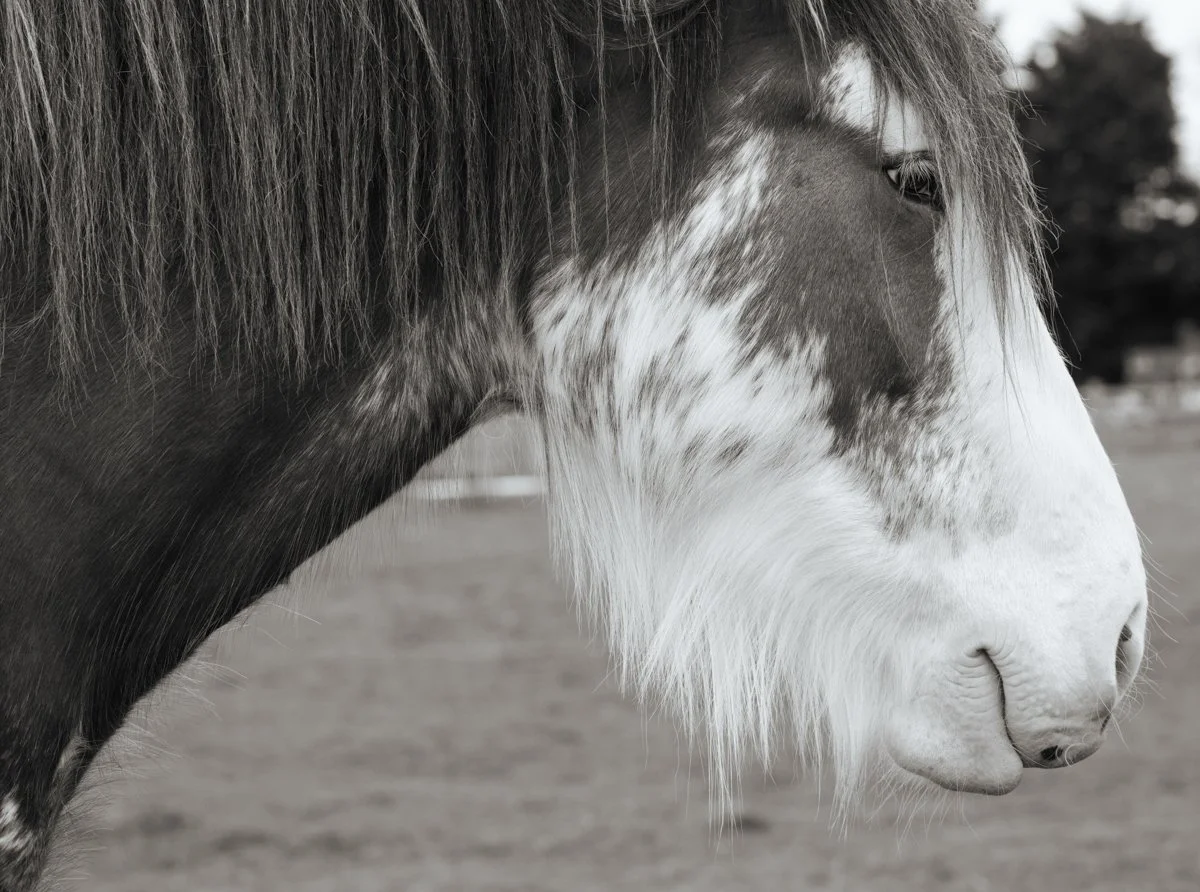 Clydesdale Horse