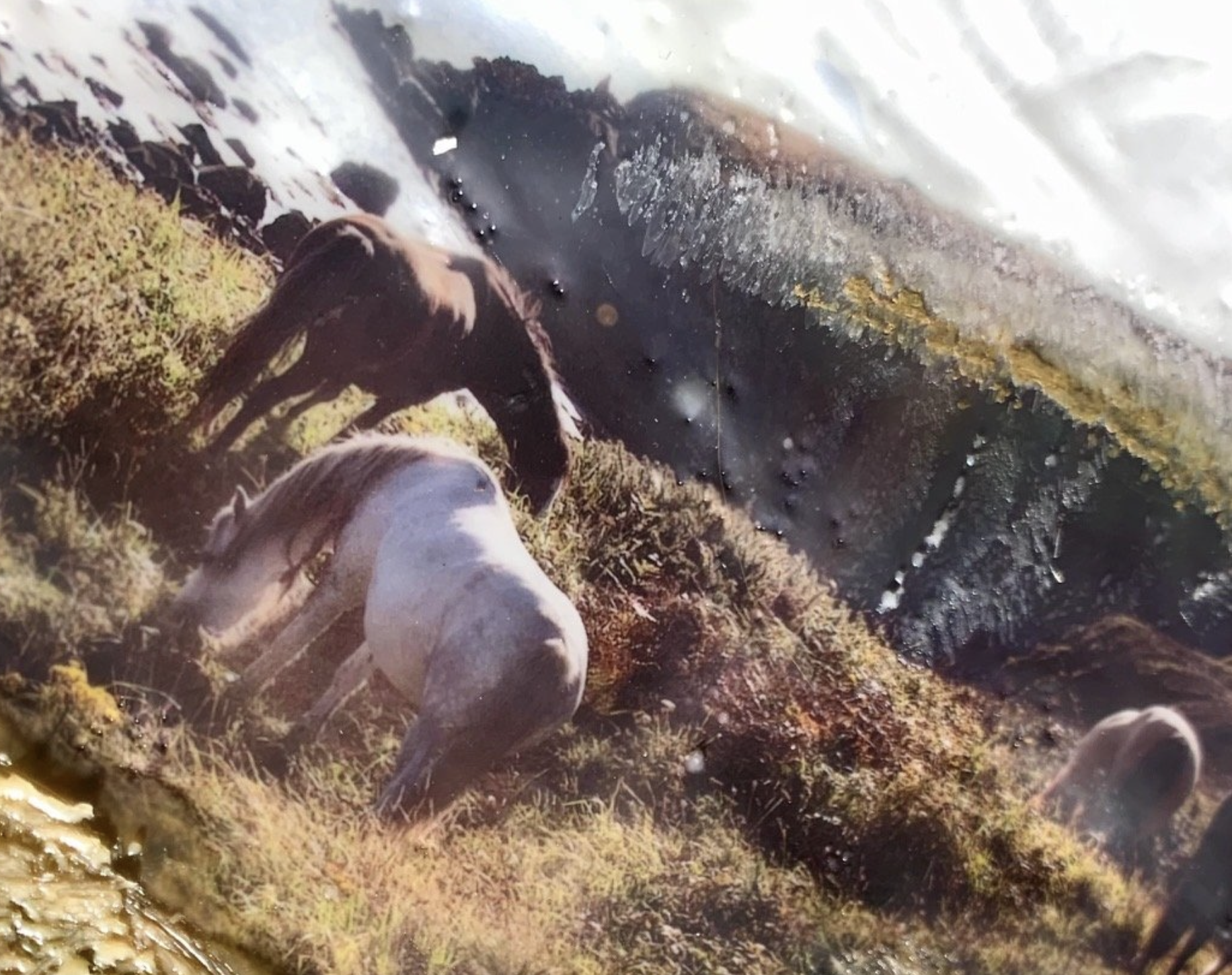 Welsh Ponies 20"x24" SOLD