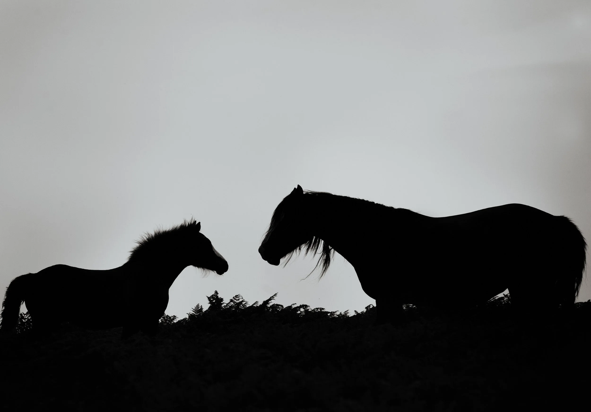 Shires-2.jpg