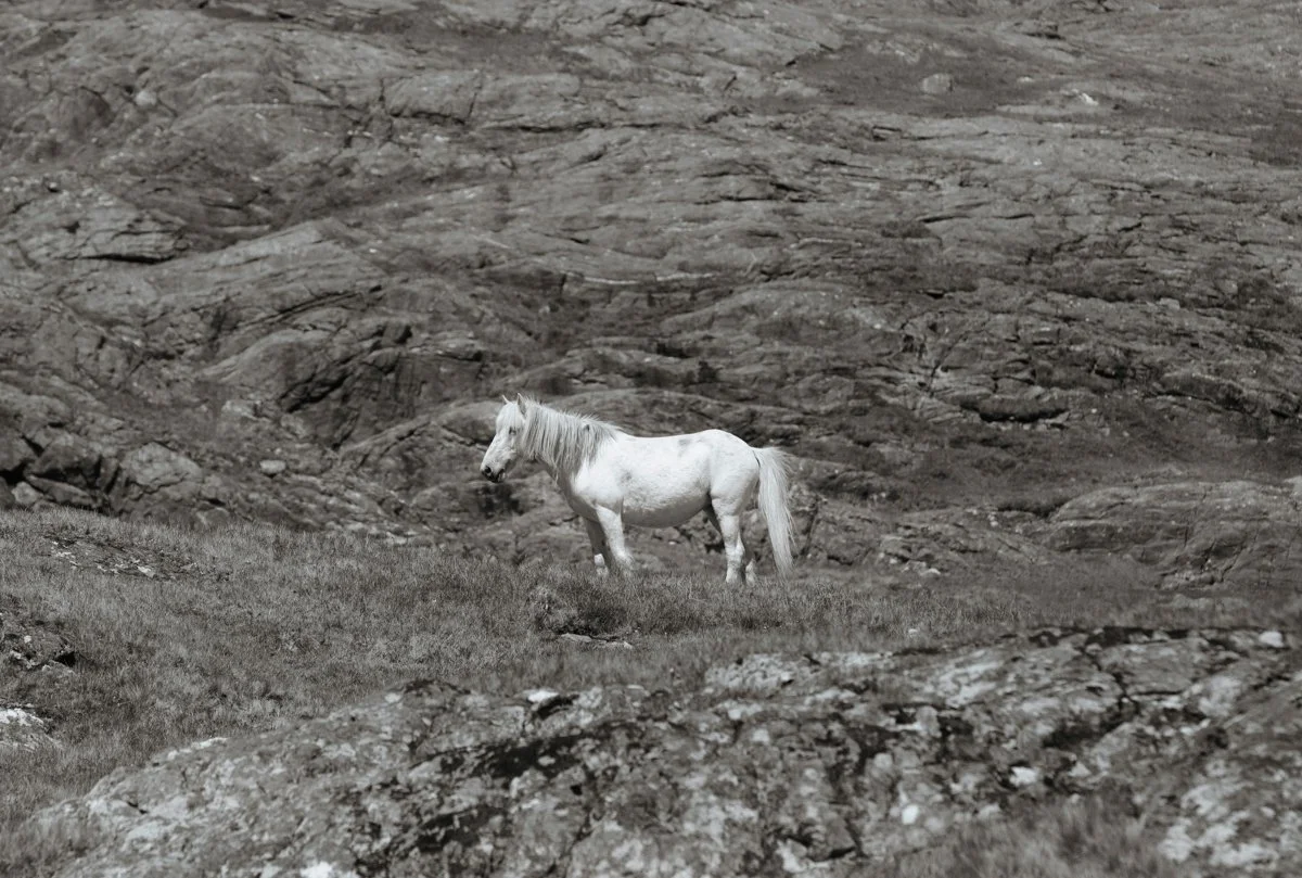 Eriskay Pony - II