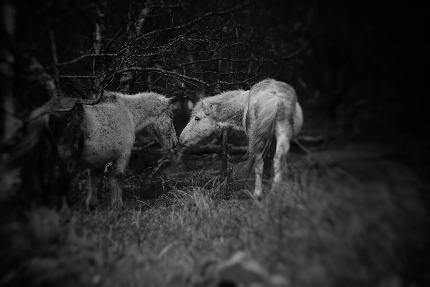 Holy Isle Aprilweb-12.jpg