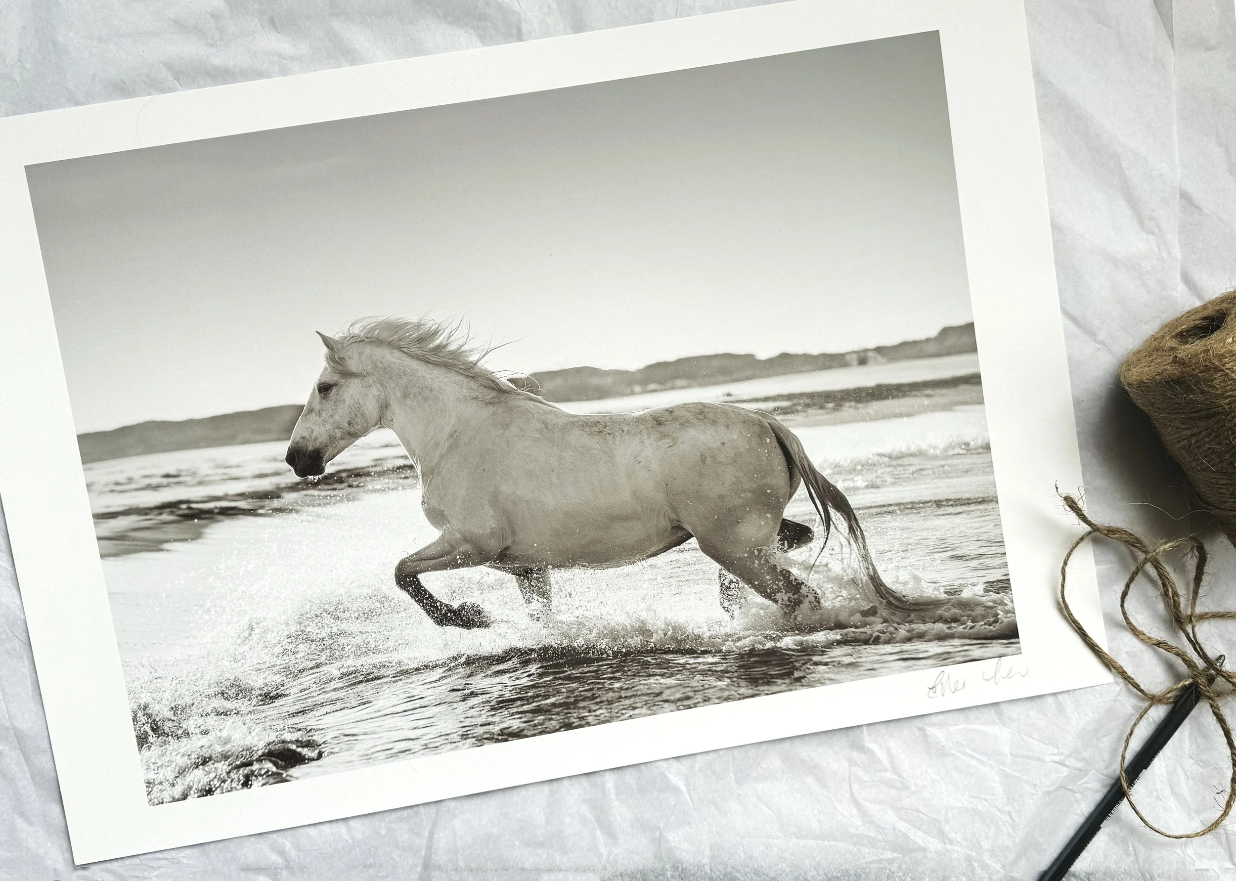 Black and white photograph of a white horse running through shallow water on a beach.