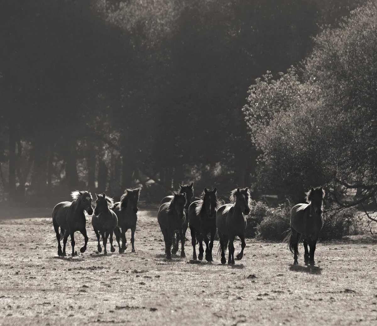 Newforest edits-1.jpg