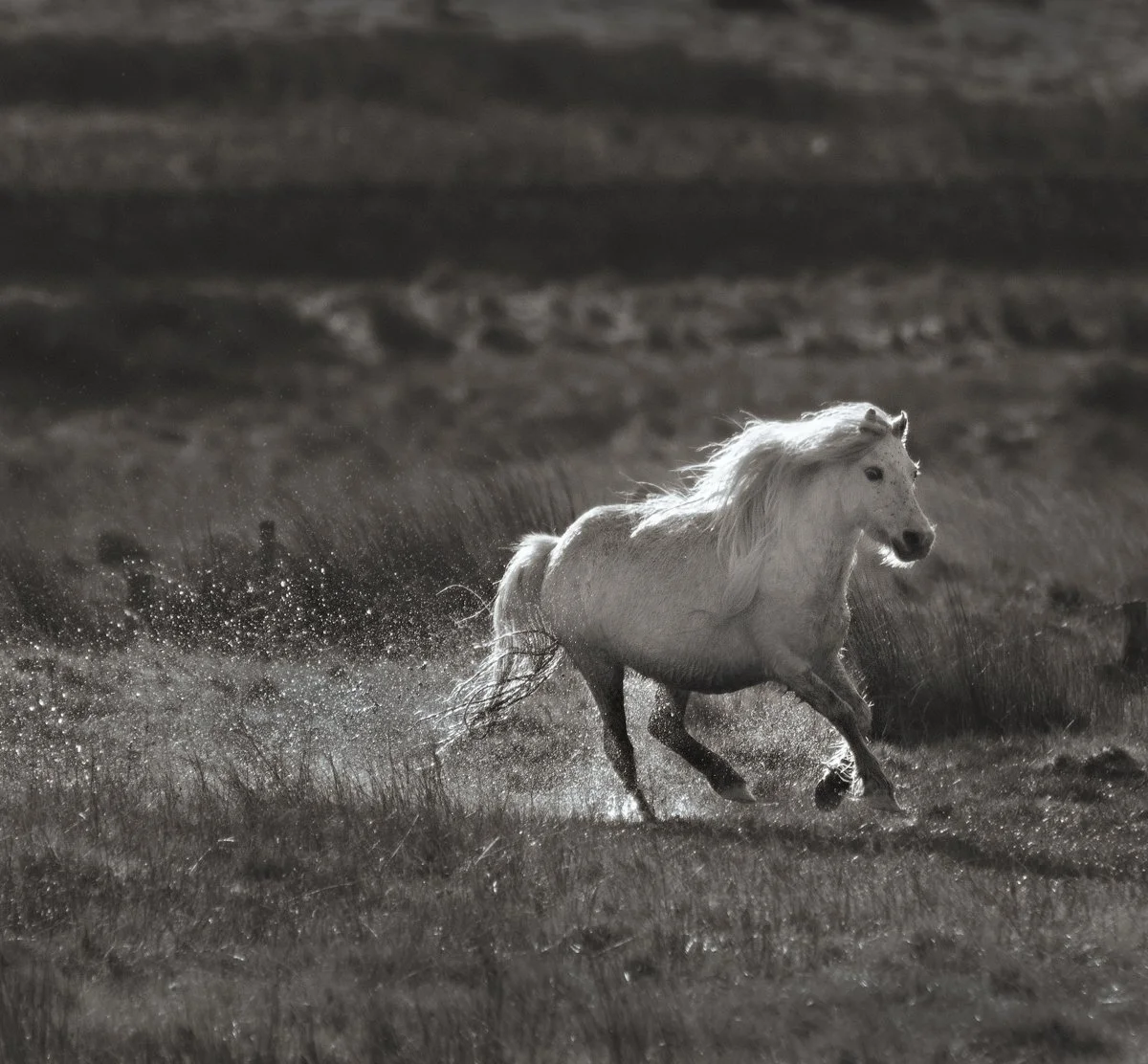 Carneddau Pony
