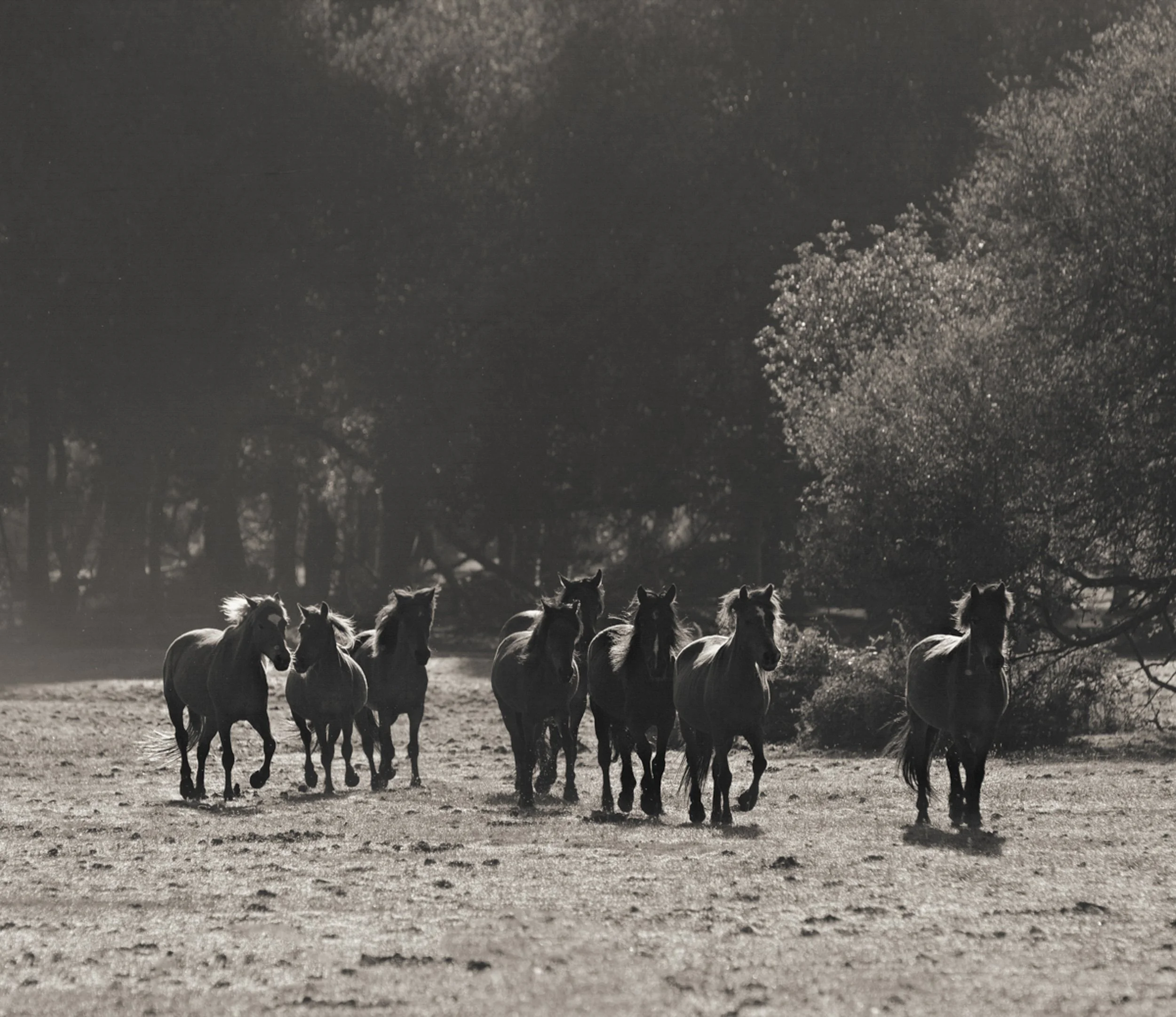 Newforest-1Native.jpg