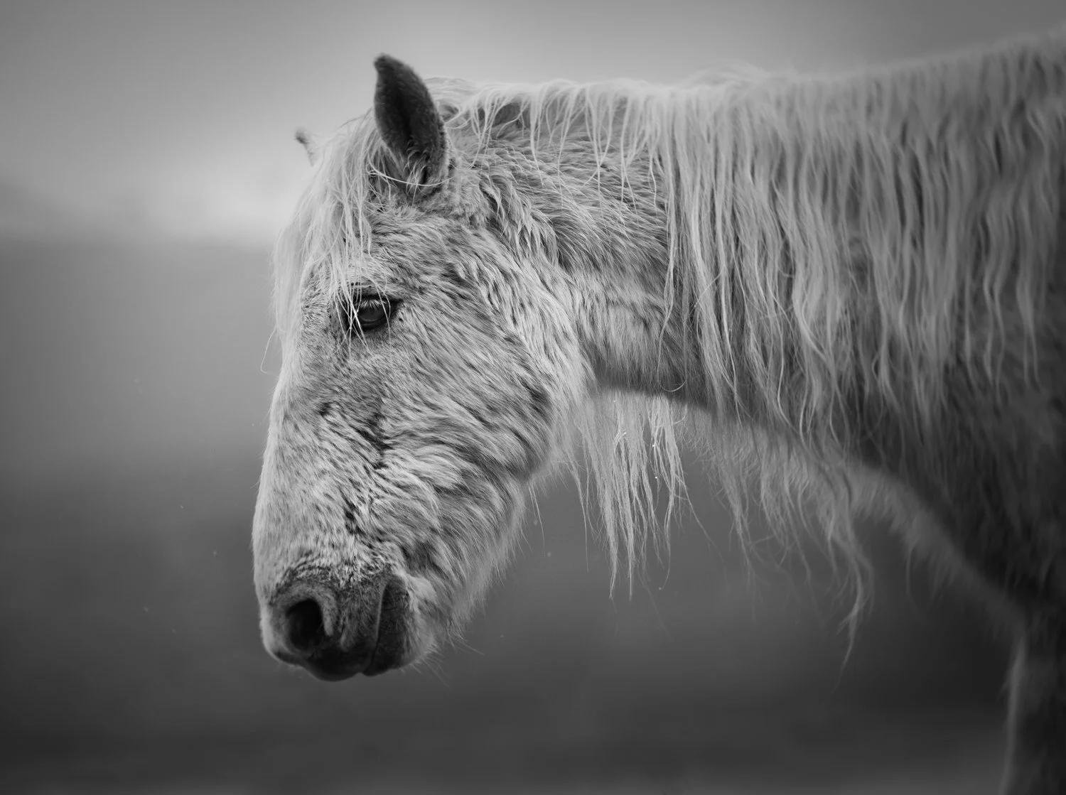 Holy Isle Aprilweb-20.jpg