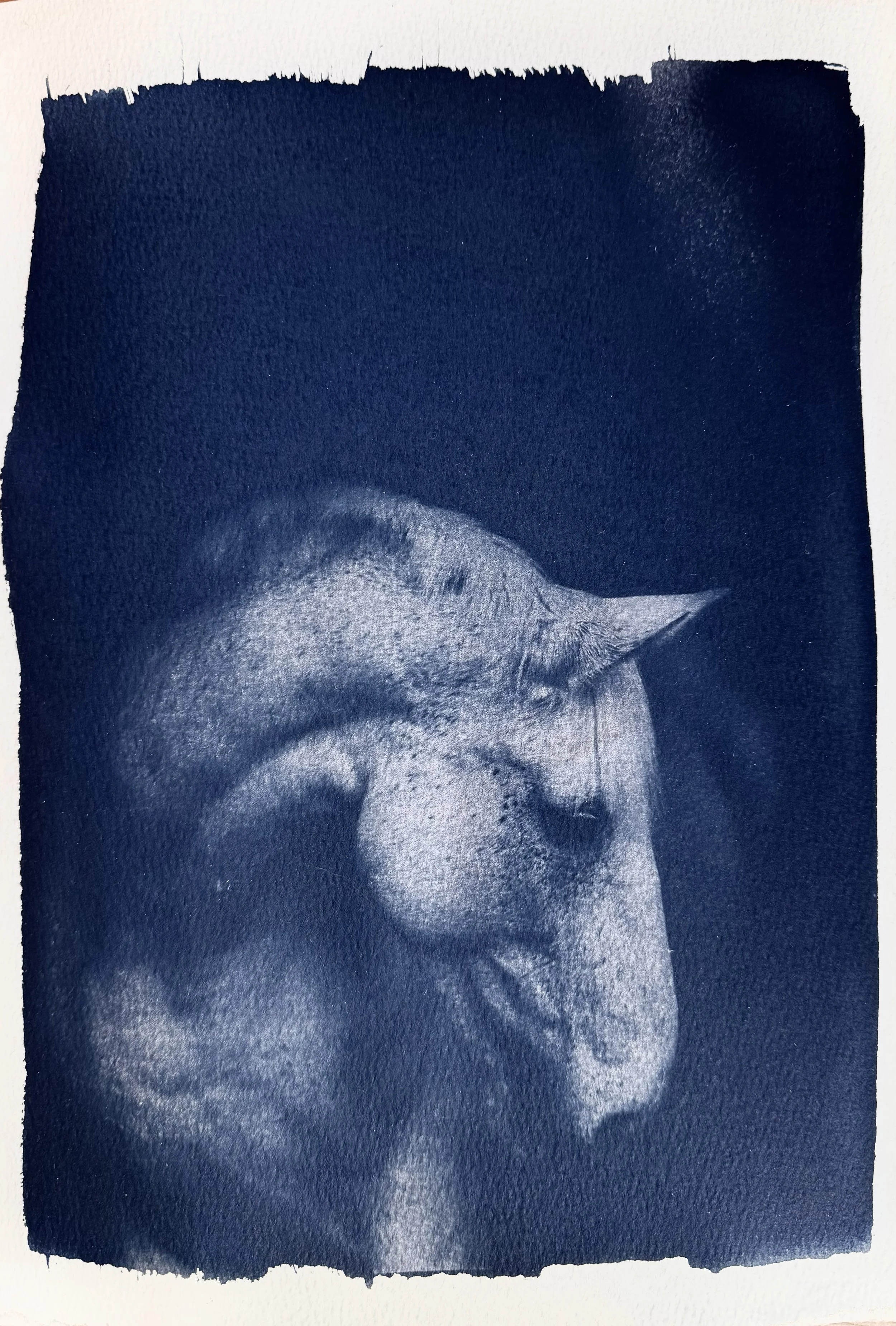 A cyanotype  print of a horse.