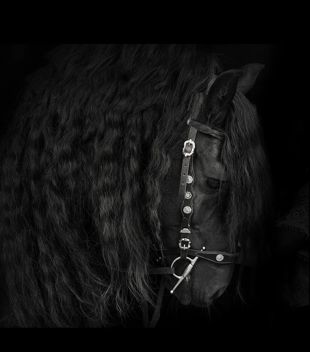 2equine portraiture.jpg
