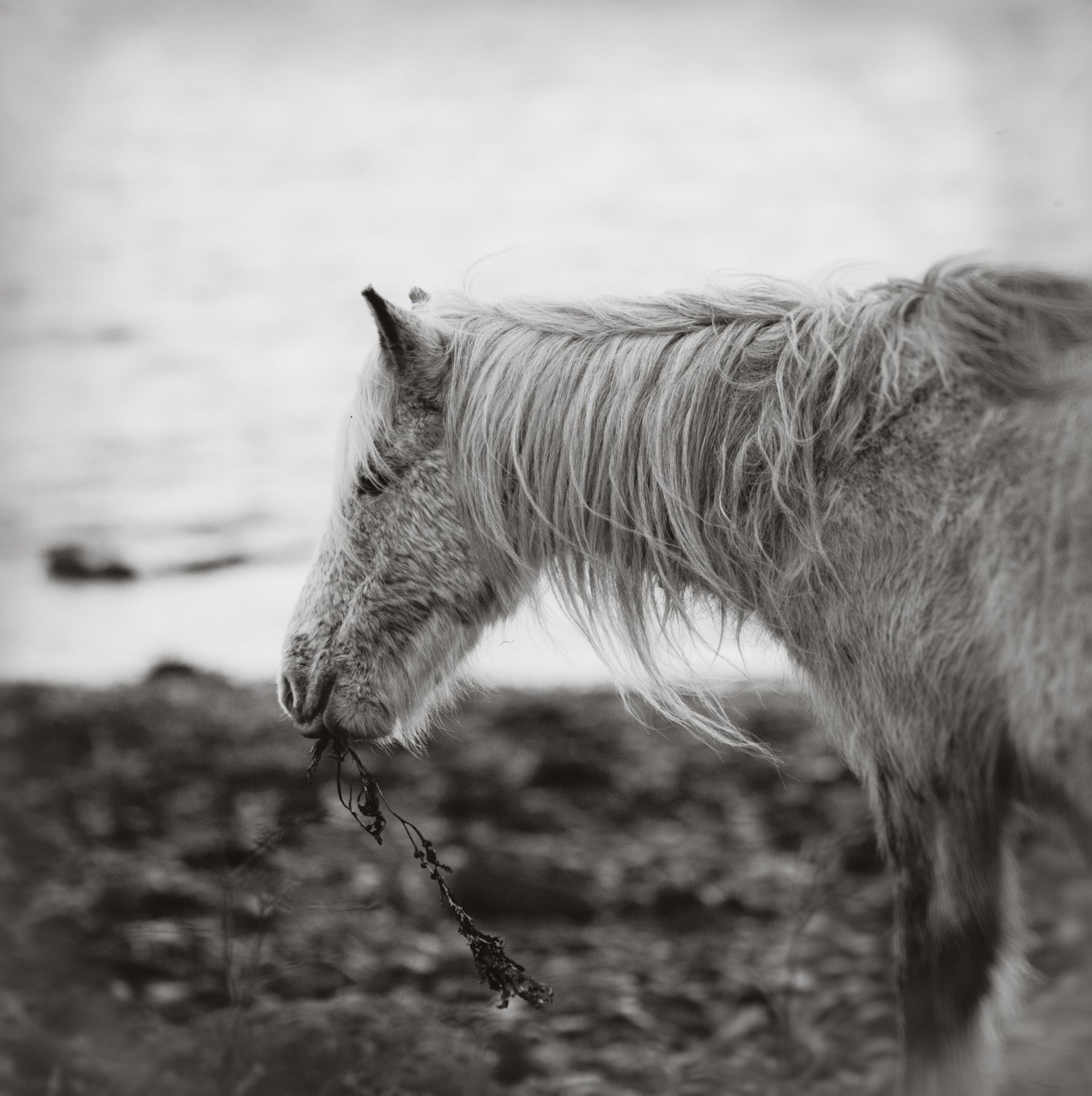Holy Isle Aprilweb-13.jpg