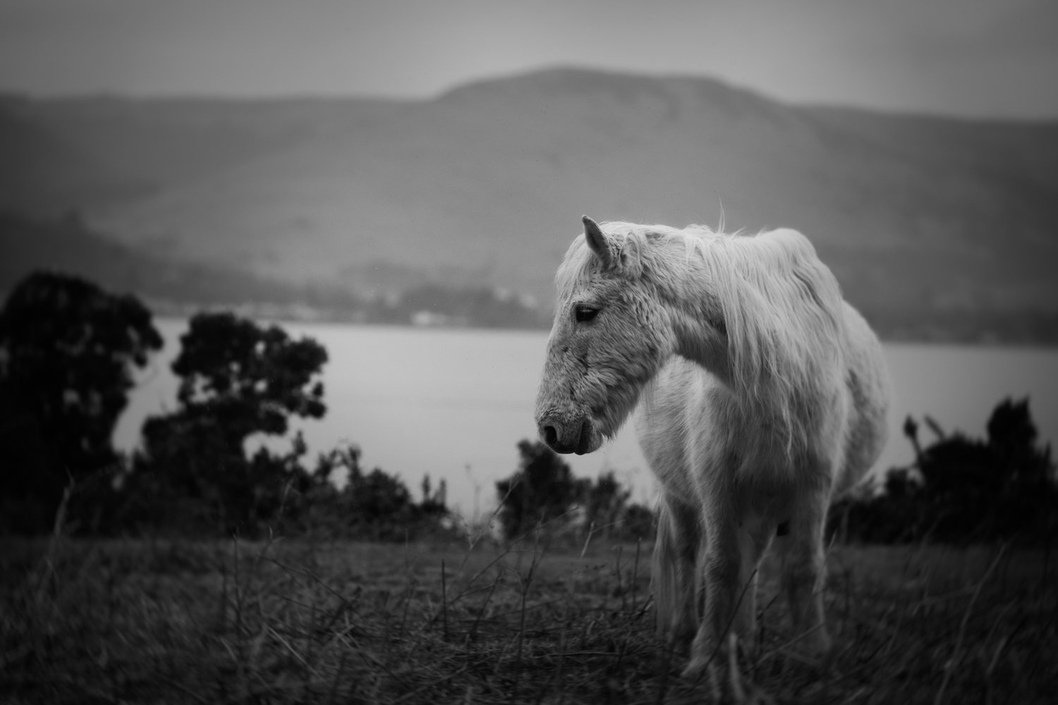Holy Isle Aprilweb-17.jpg