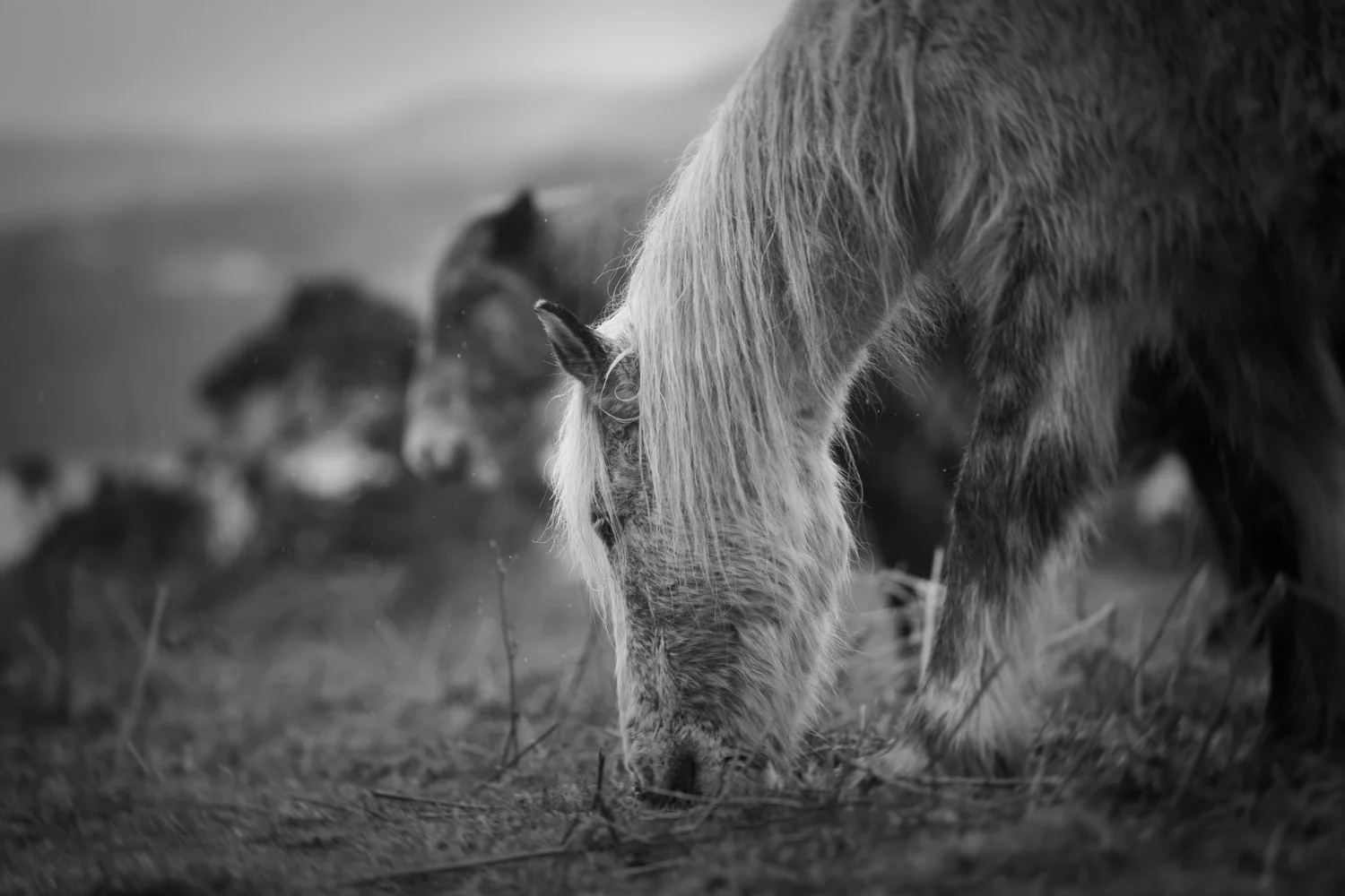 Holy Isle Aprilweb-18.jpg