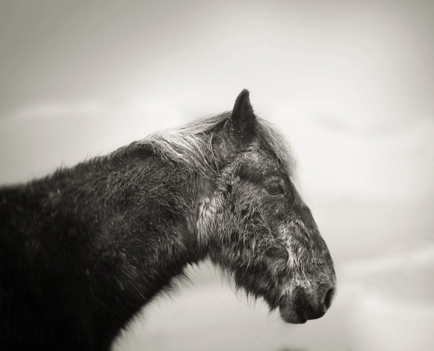 Holy Isle Aprilweb-22.jpg