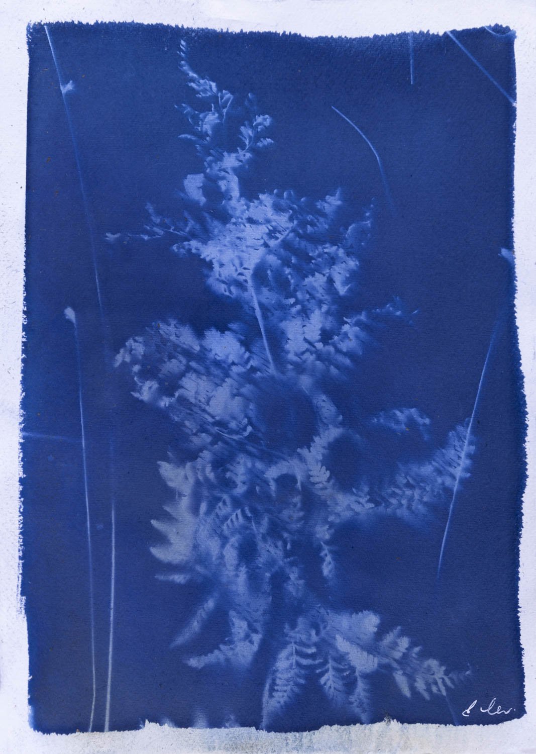 Elemental 2
Environmental cyanotype, 2026
Unique Cyanotype Original
A3/ 11 × 16
Saddleworth Moor
Available - Enquire for pricing