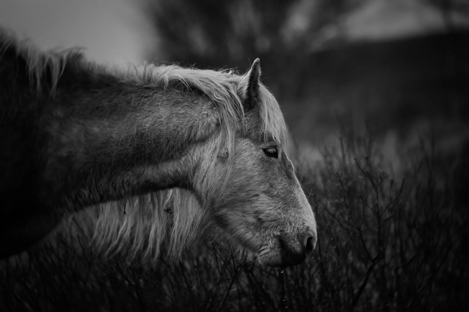 Holy Isle Aprilweb-24.jpg