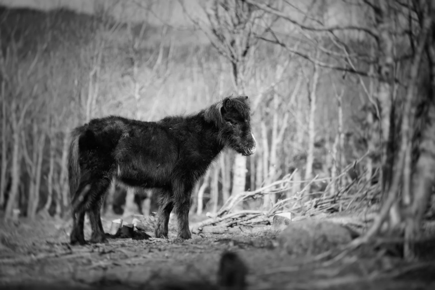 Holy Isle Aprilweb-2.jpg