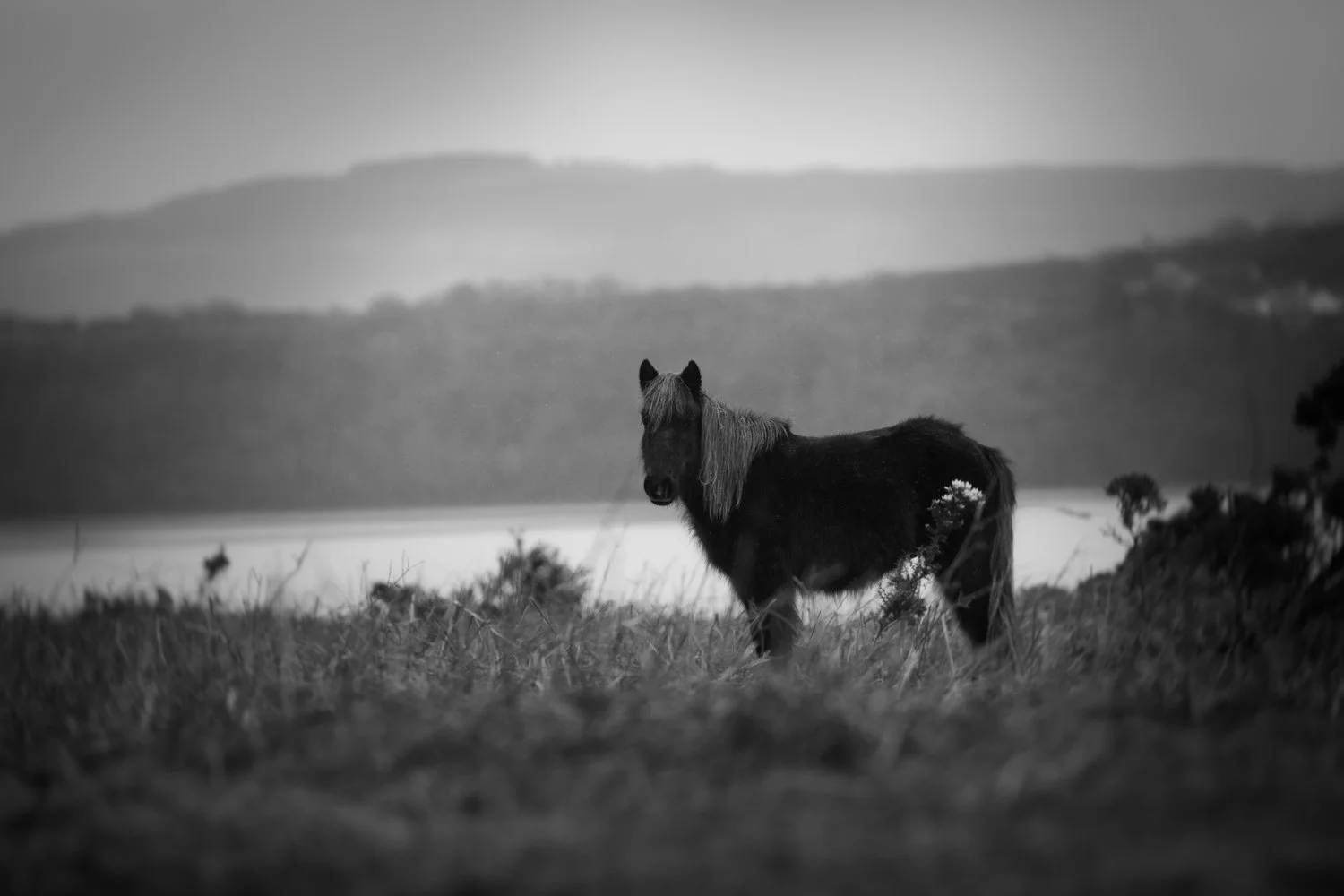 Holy Isle Aprilweb-19.jpg