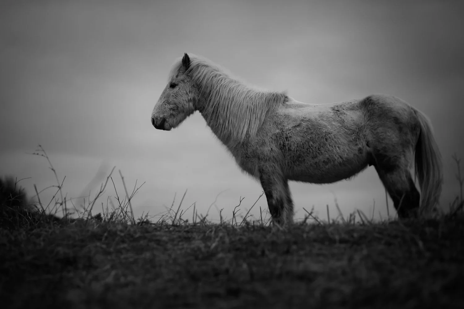 Holy Isle Aprilweb-5.jpg