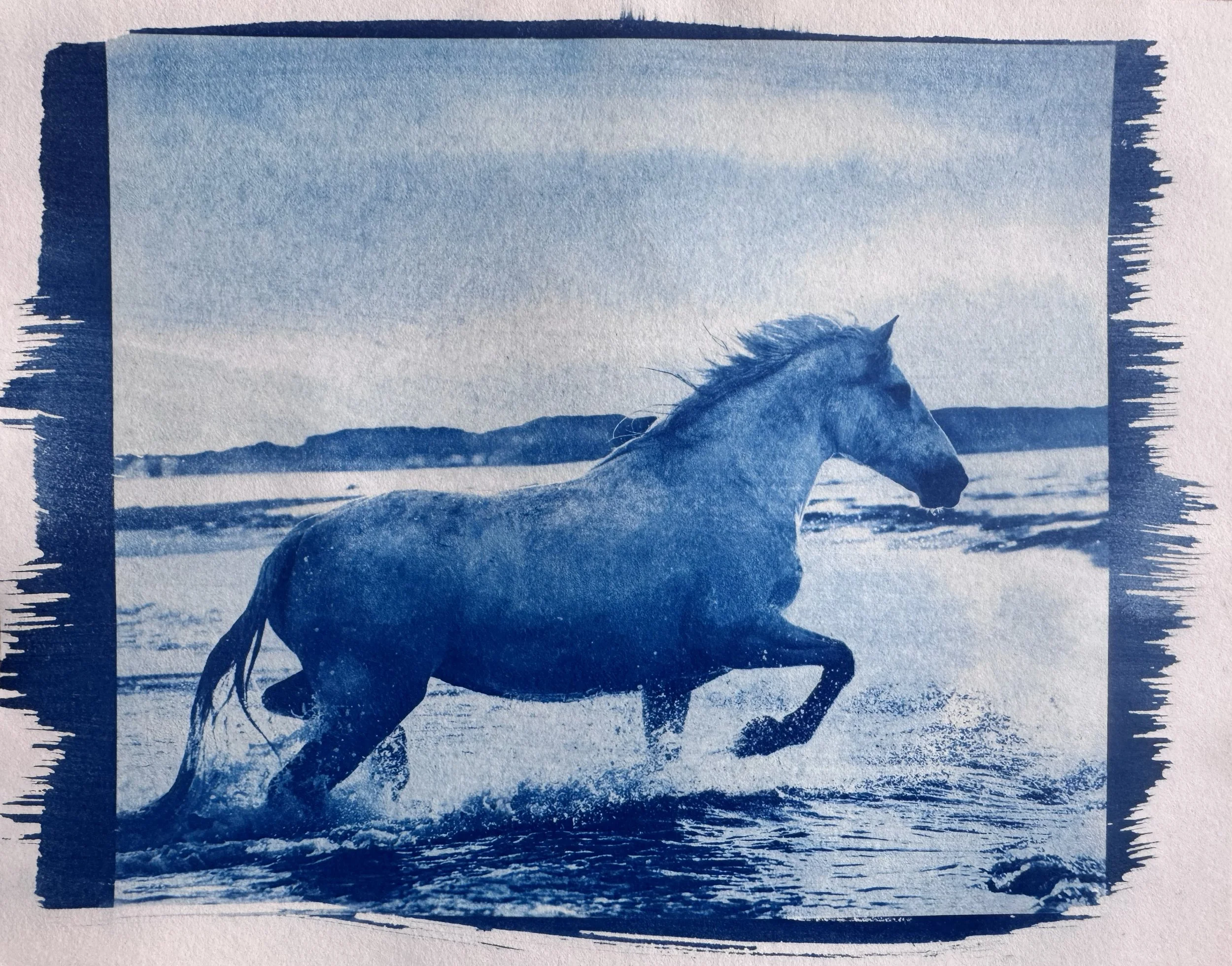Sea horse.jpg