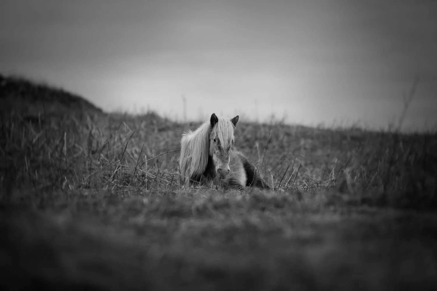 Holy Isle Aprilweb-6.jpg