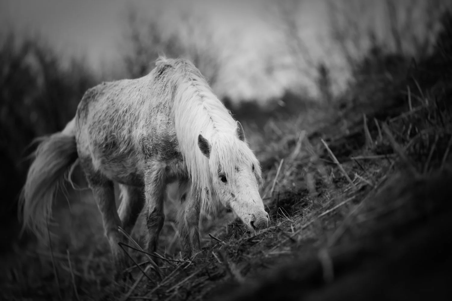 Holy Isle Aprilweb-23.jpg