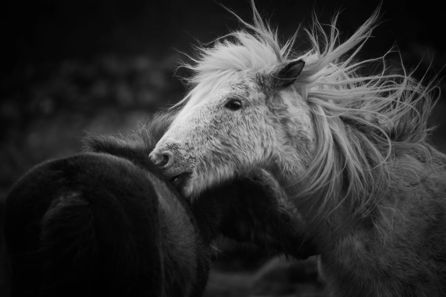 Holy Isle Aprilweb-11.jpg