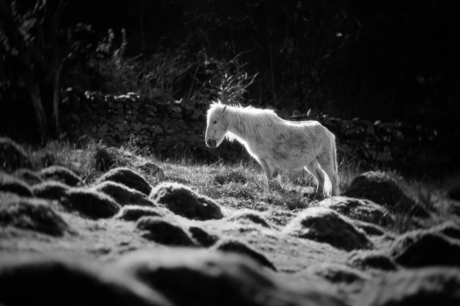 Holy Isle Aprilweb-1.jpg