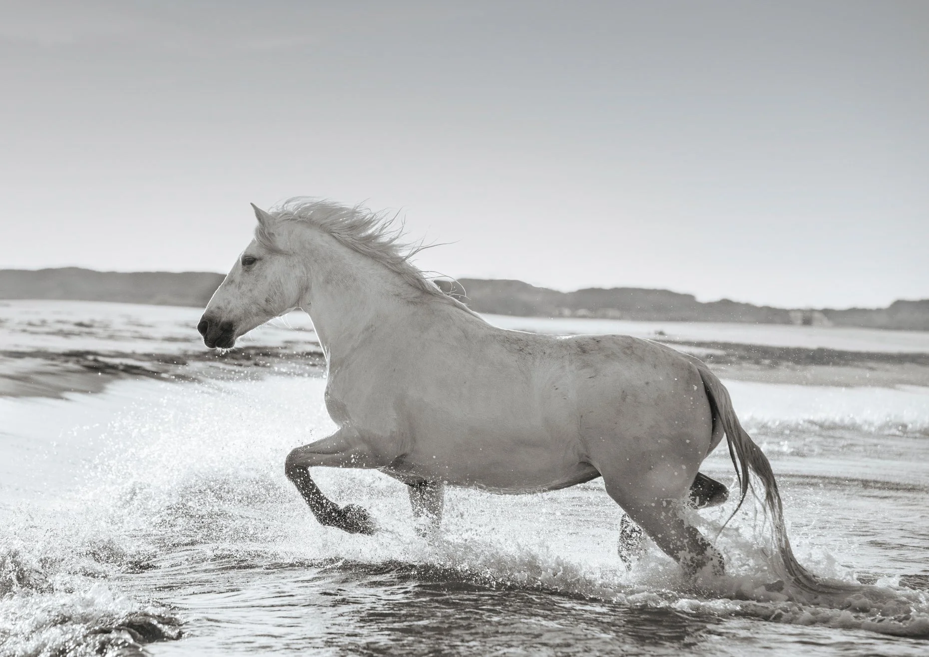 horse running in the sea