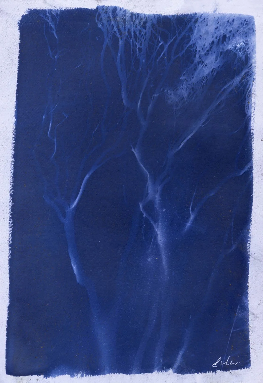 Elemental 6
Environmental cyanotype, 2026
Unique Cyanotype Original
A3/ 11 × 16
Saddleworth Moor
Available - Enquire for pricing