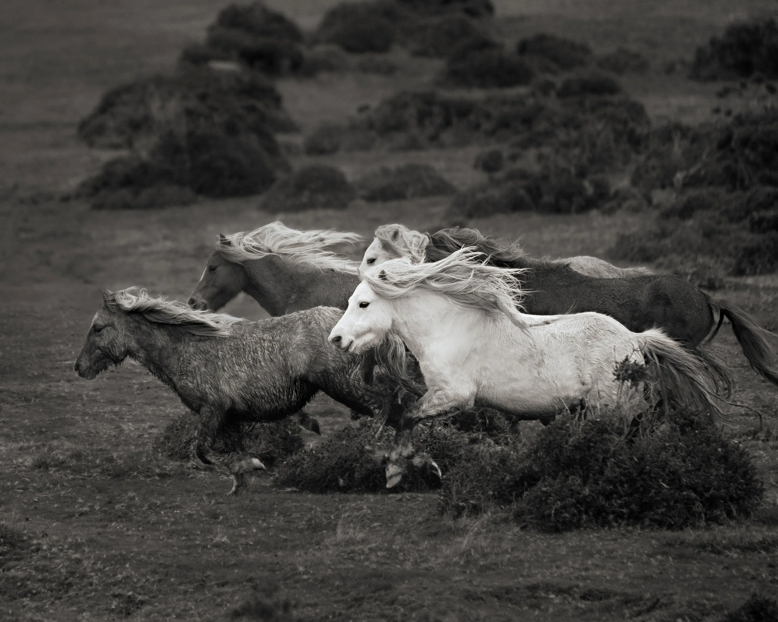 carneddauponies.jpg
