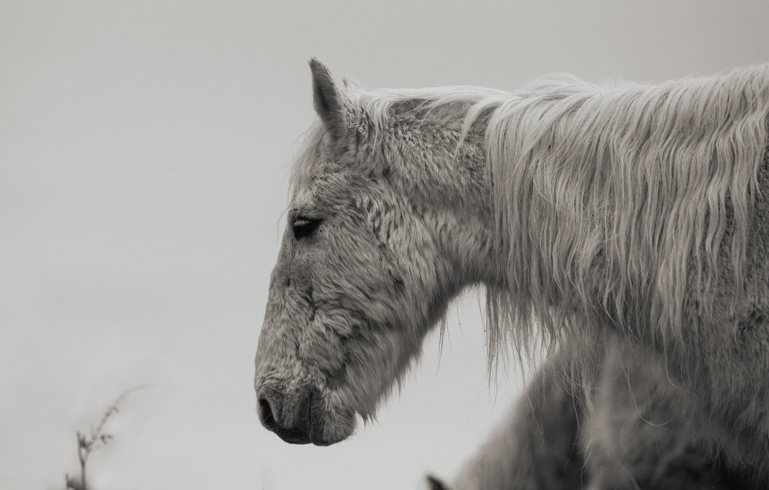 Holy Isle Aprilweb-16.jpg