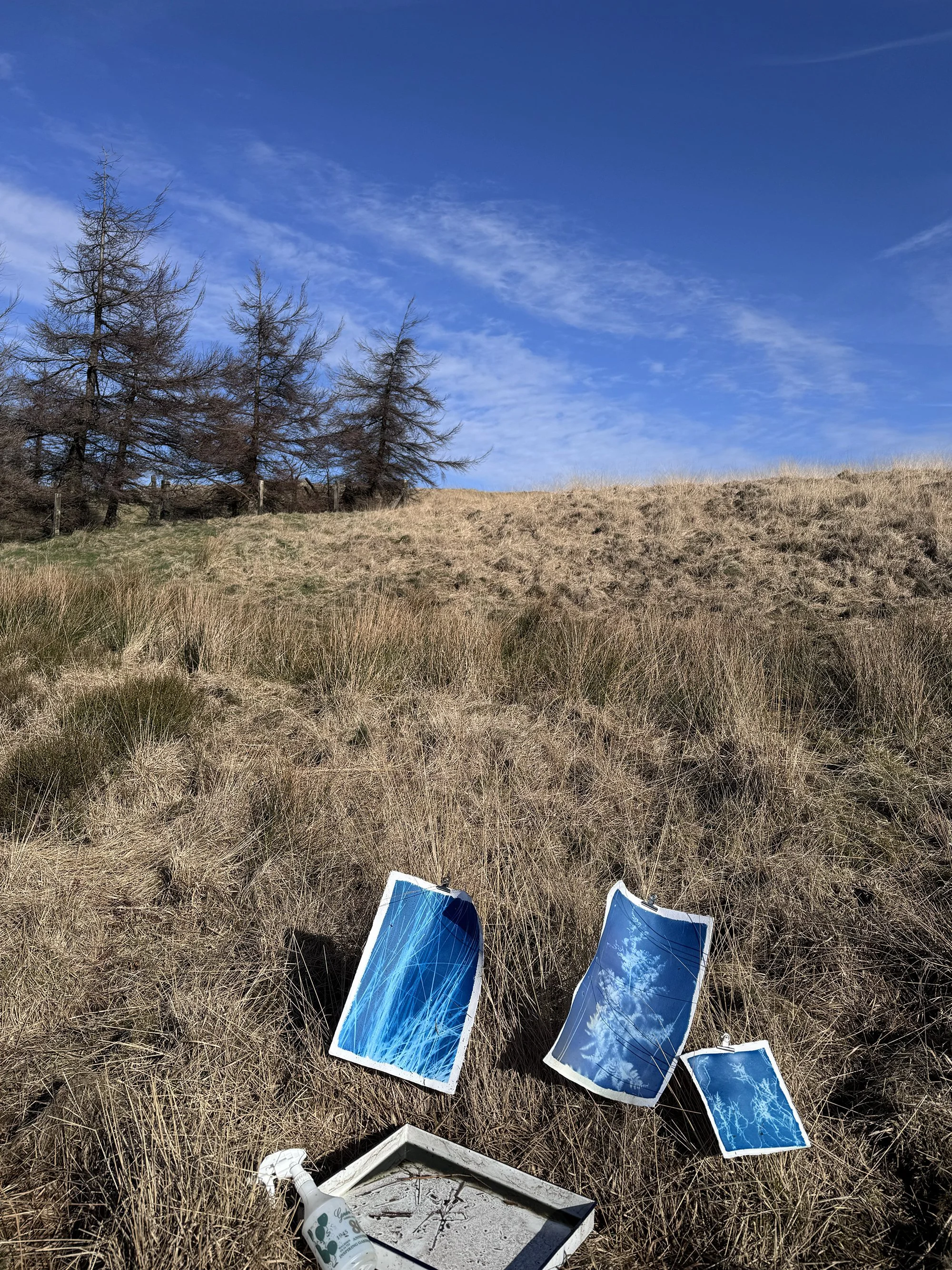 outdoors cyanotypes.jpg