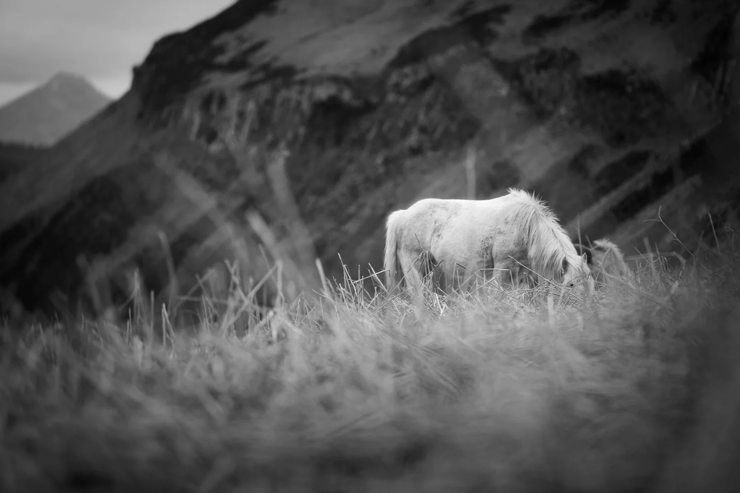 Holy Isle Aprilweb-8.jpg