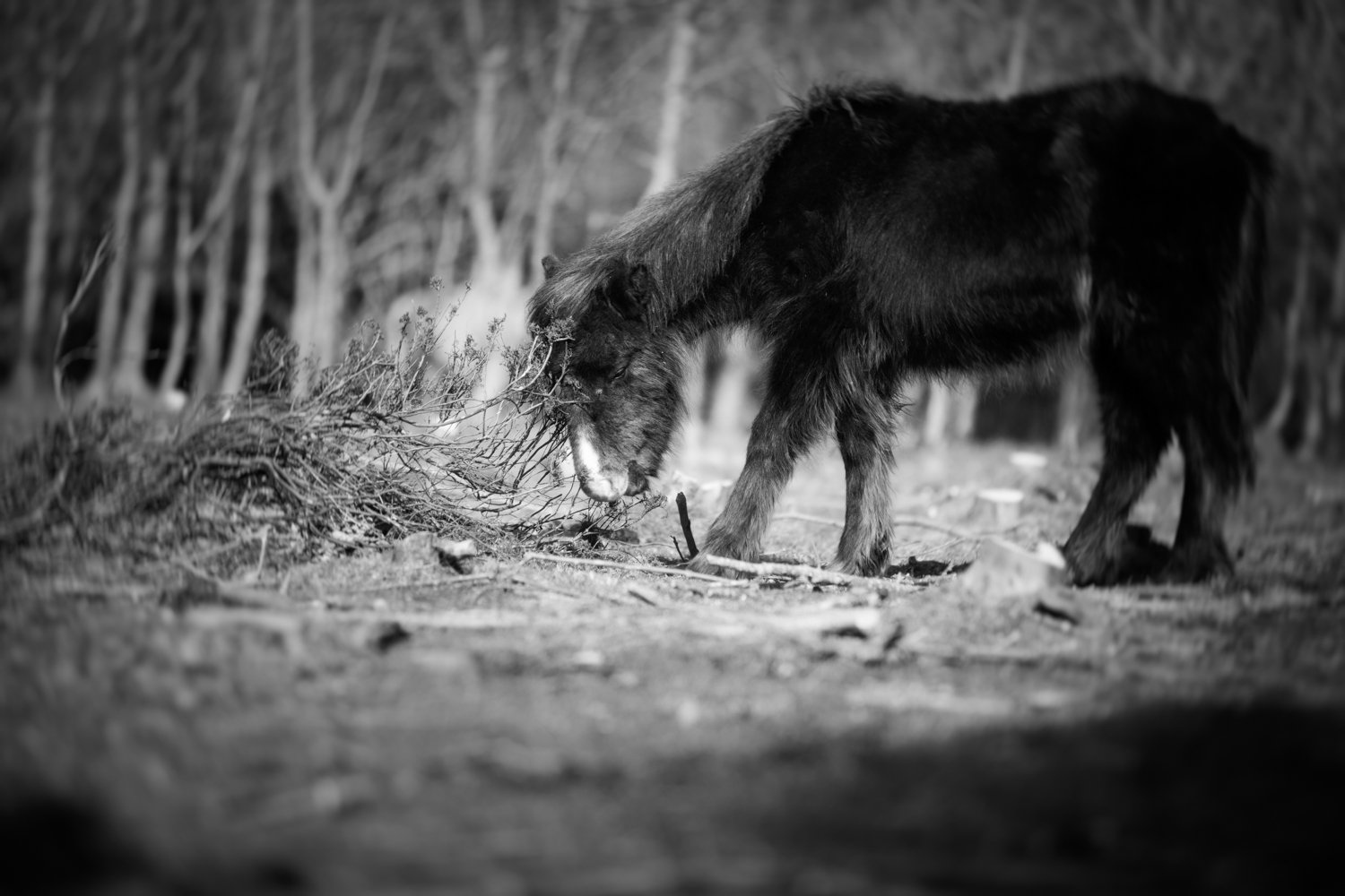 Holy Isle Aprilweb-3.jpg