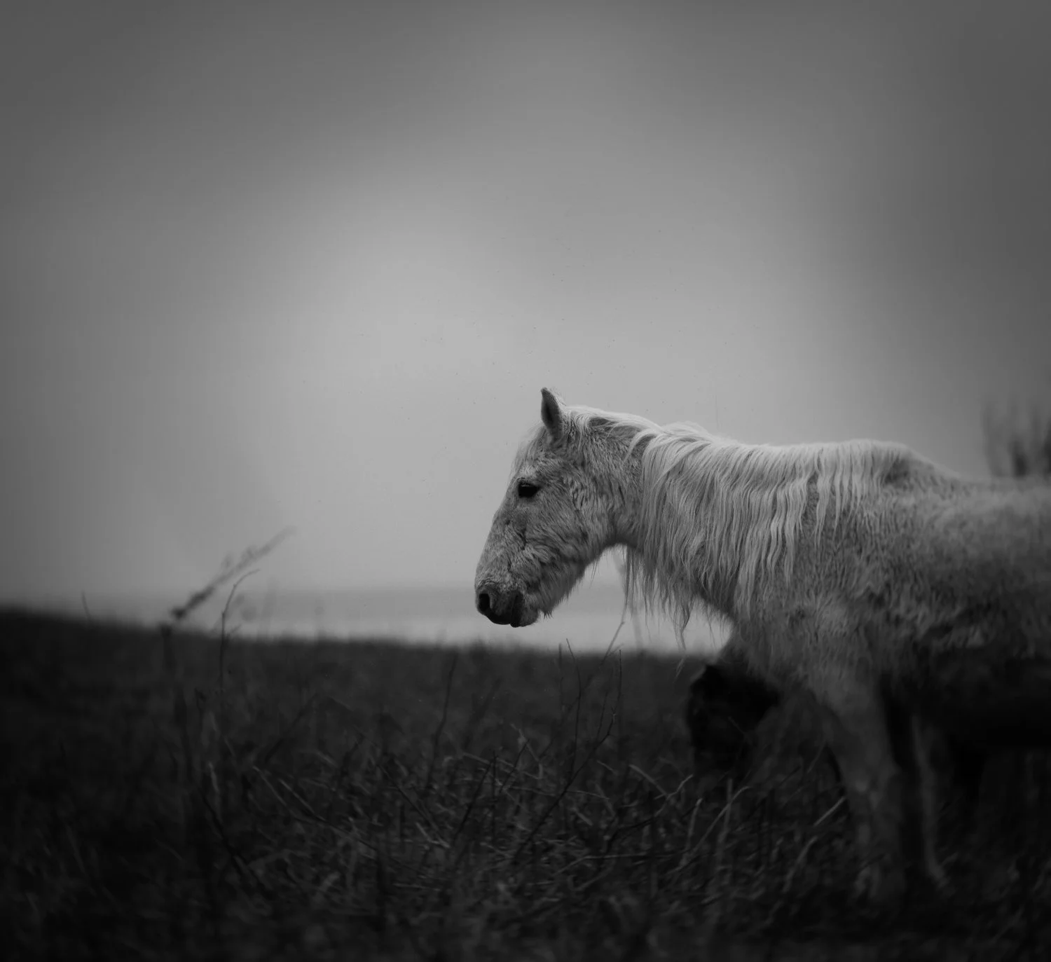 Holy Isle Aprilweb-14.jpg