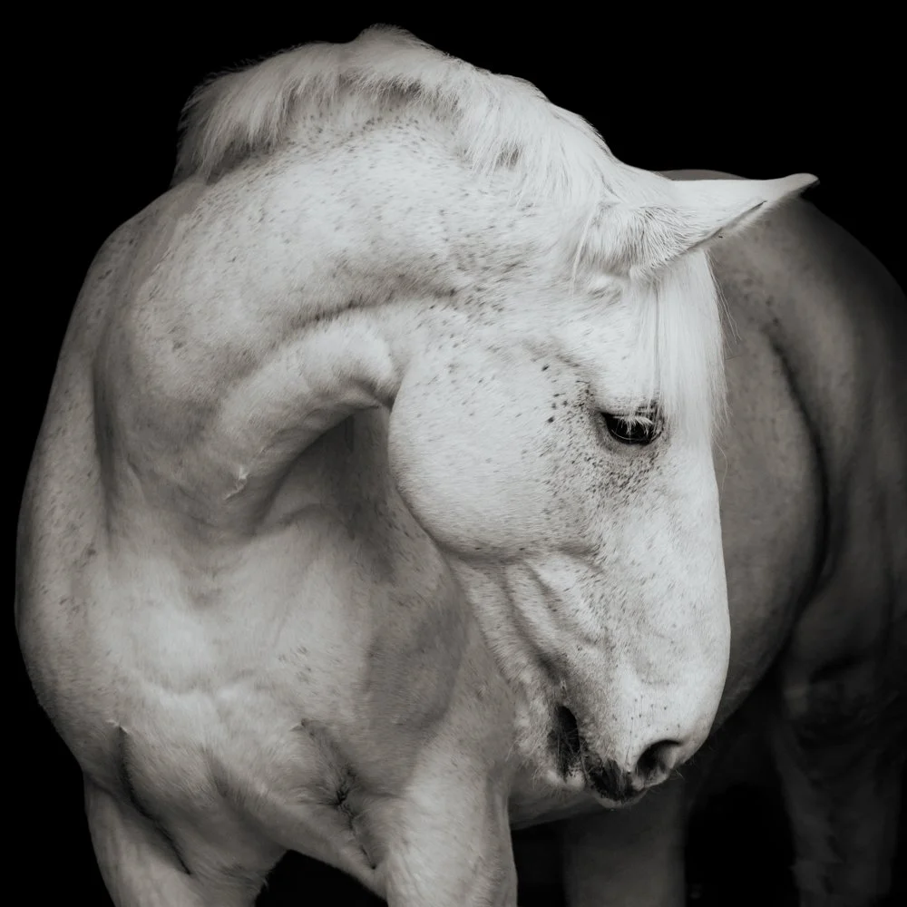 Close-up of a white horse with a black background.