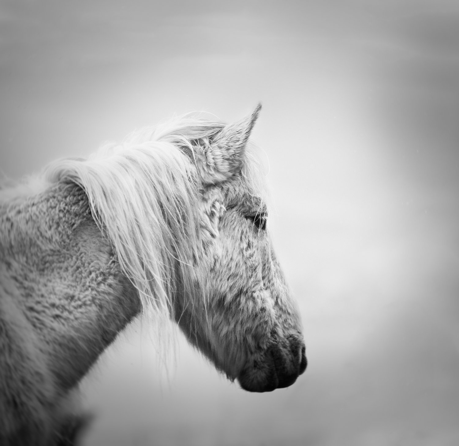 Holy Isle Aprilweb-21.jpg