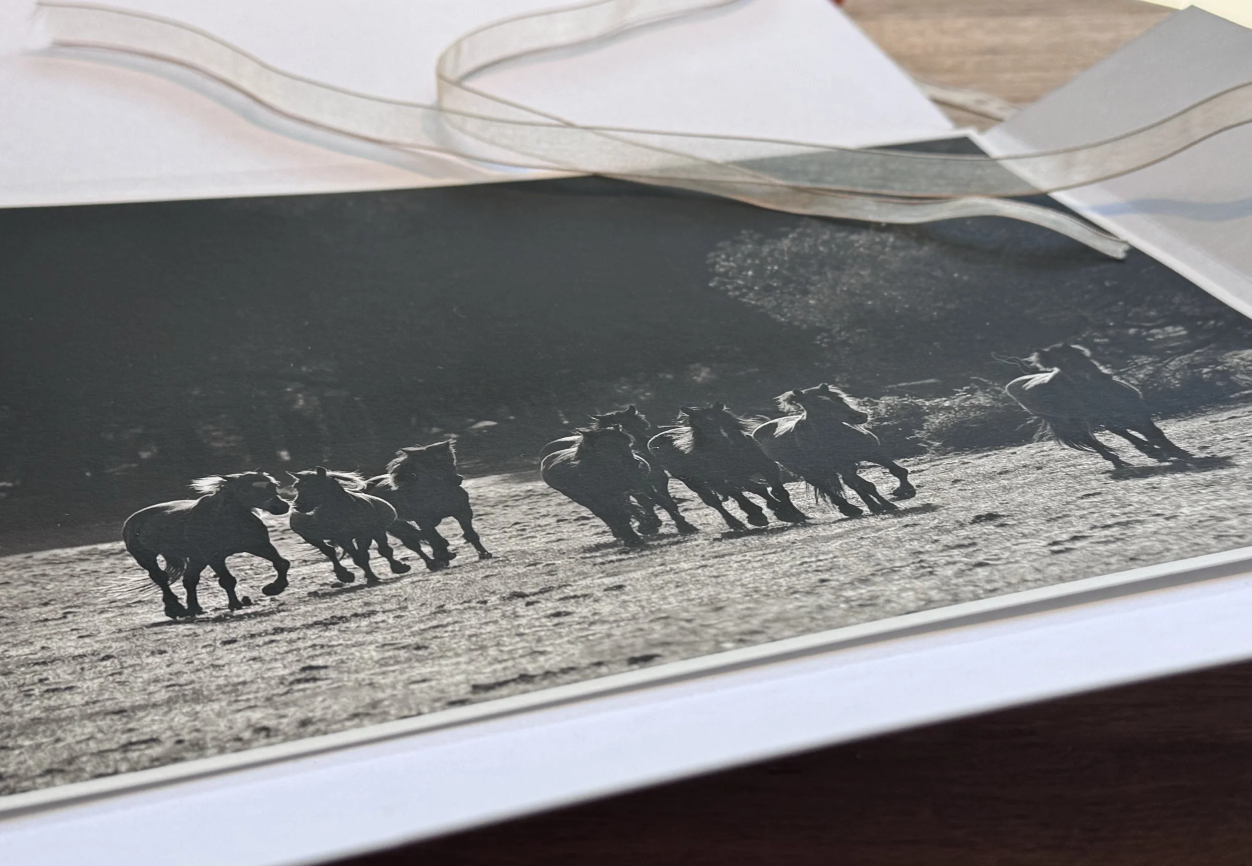 New Forest Herd