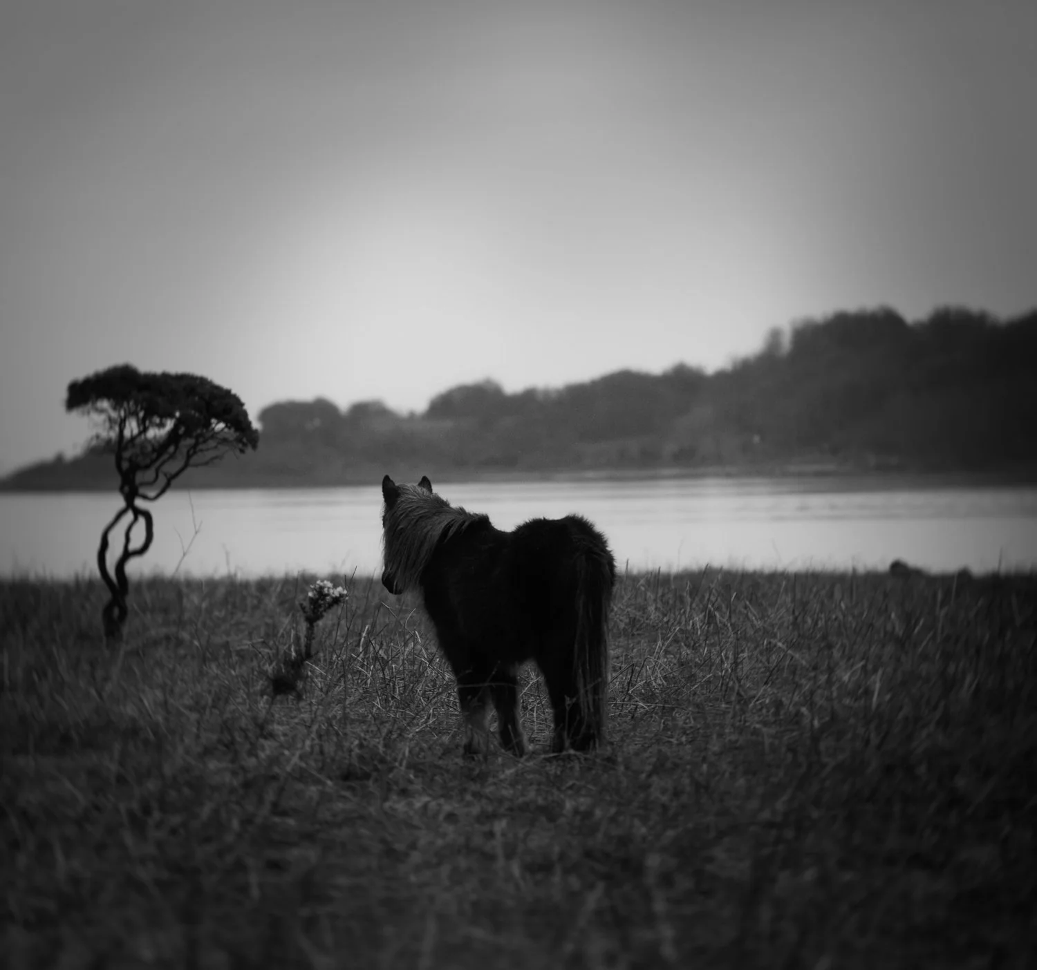 Holy Isle Aprilweb-15.jpg