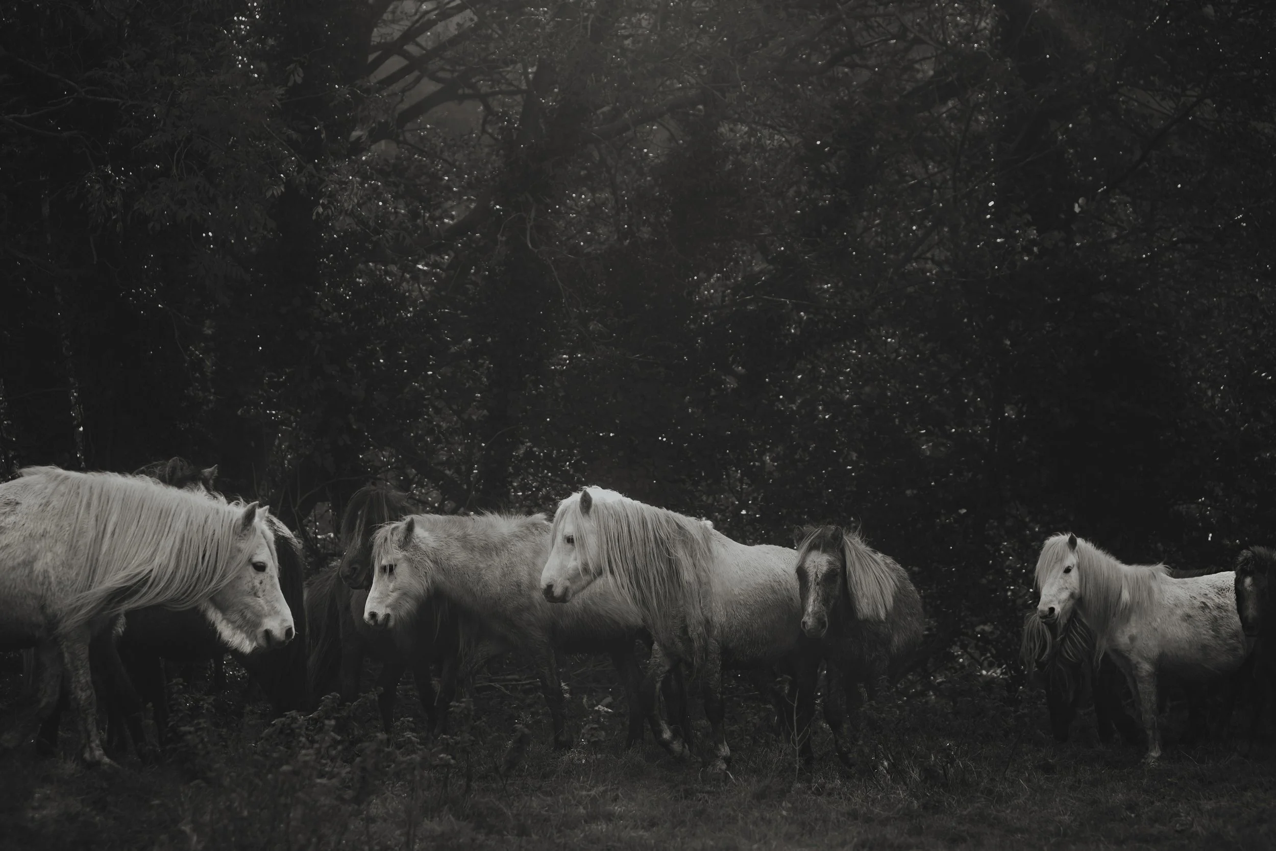 Carneddau Gathering.jpg