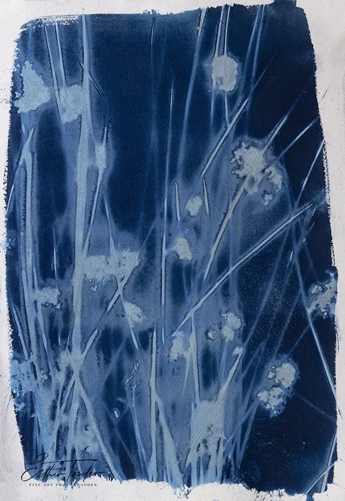Soft marsh grass environmental cyanotype, 2026
Unique Cyanotype Original
A3
Saddleworth Moor
Available - Enquire for pricing