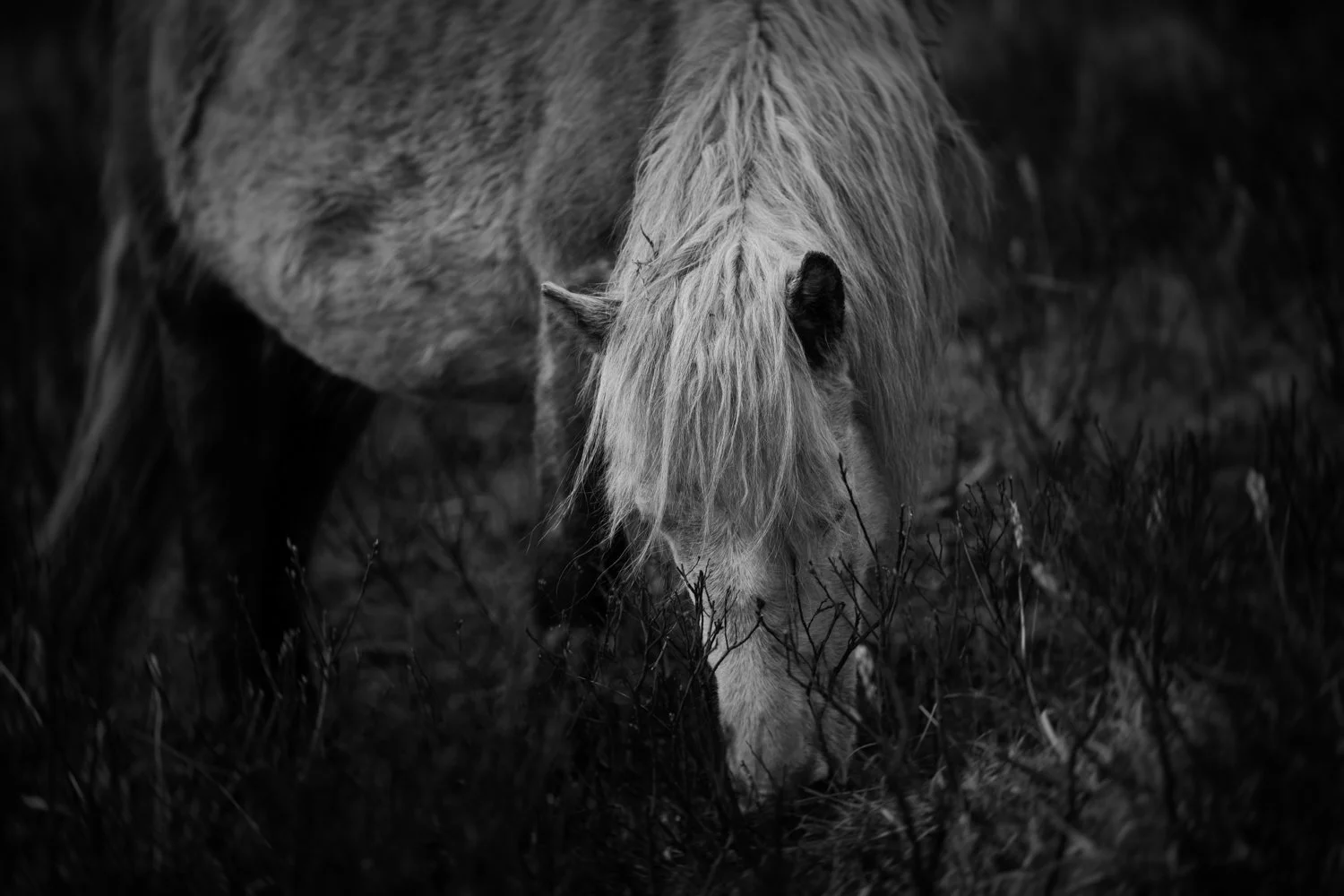 Holy Isle Aprilweb-25.jpg