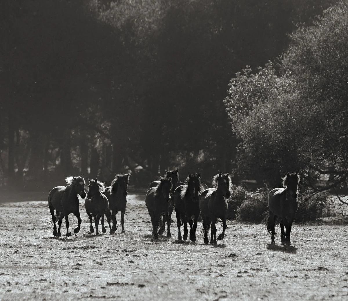 New Forest Herd