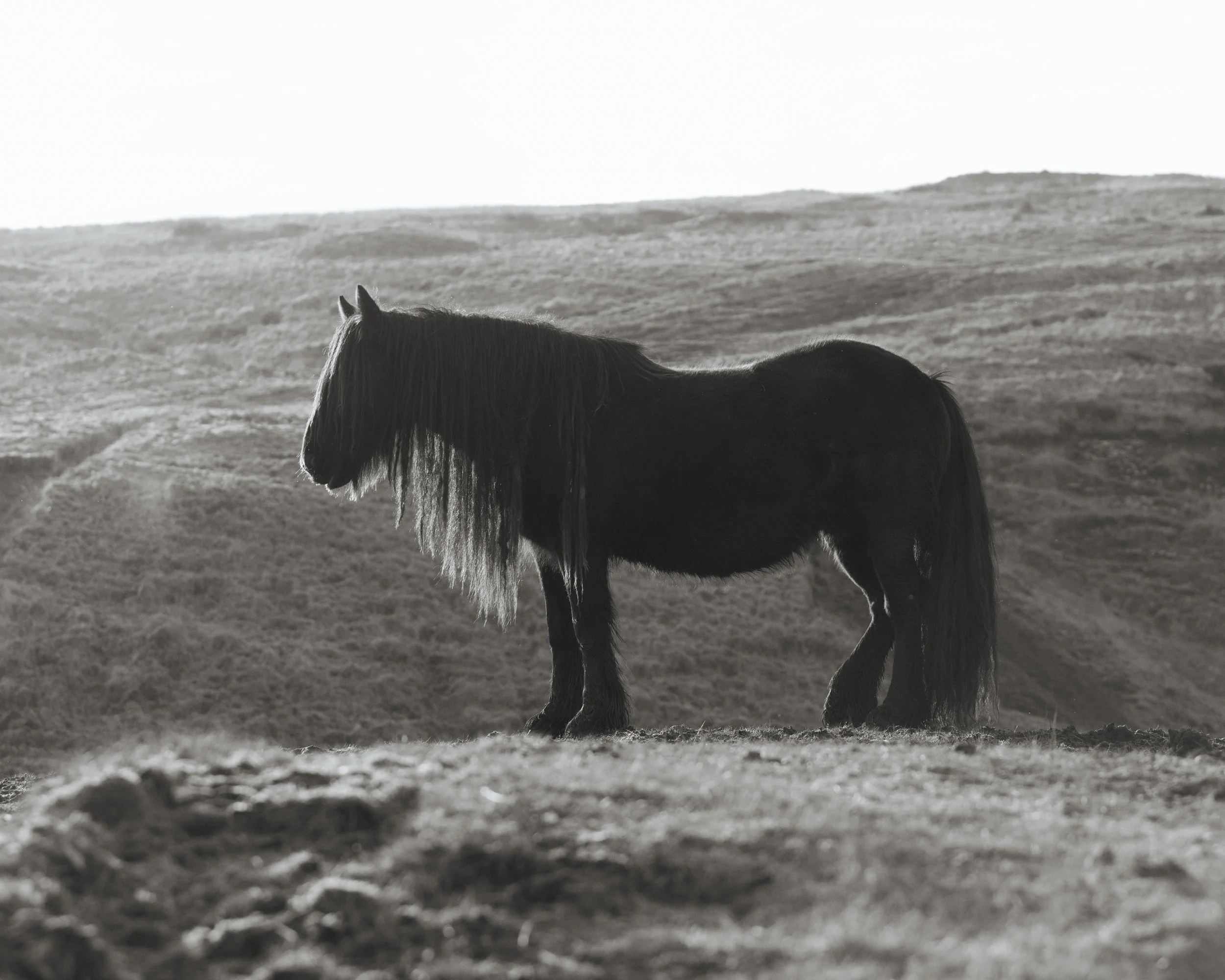 Dales Pony III — Wild Hearts Series